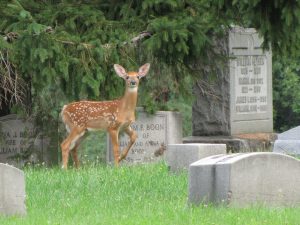 Deer standing between headstones in Oakwood Cemetery