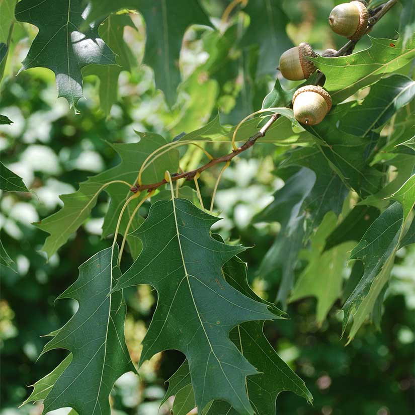 Close up of Scarlet Oak tree