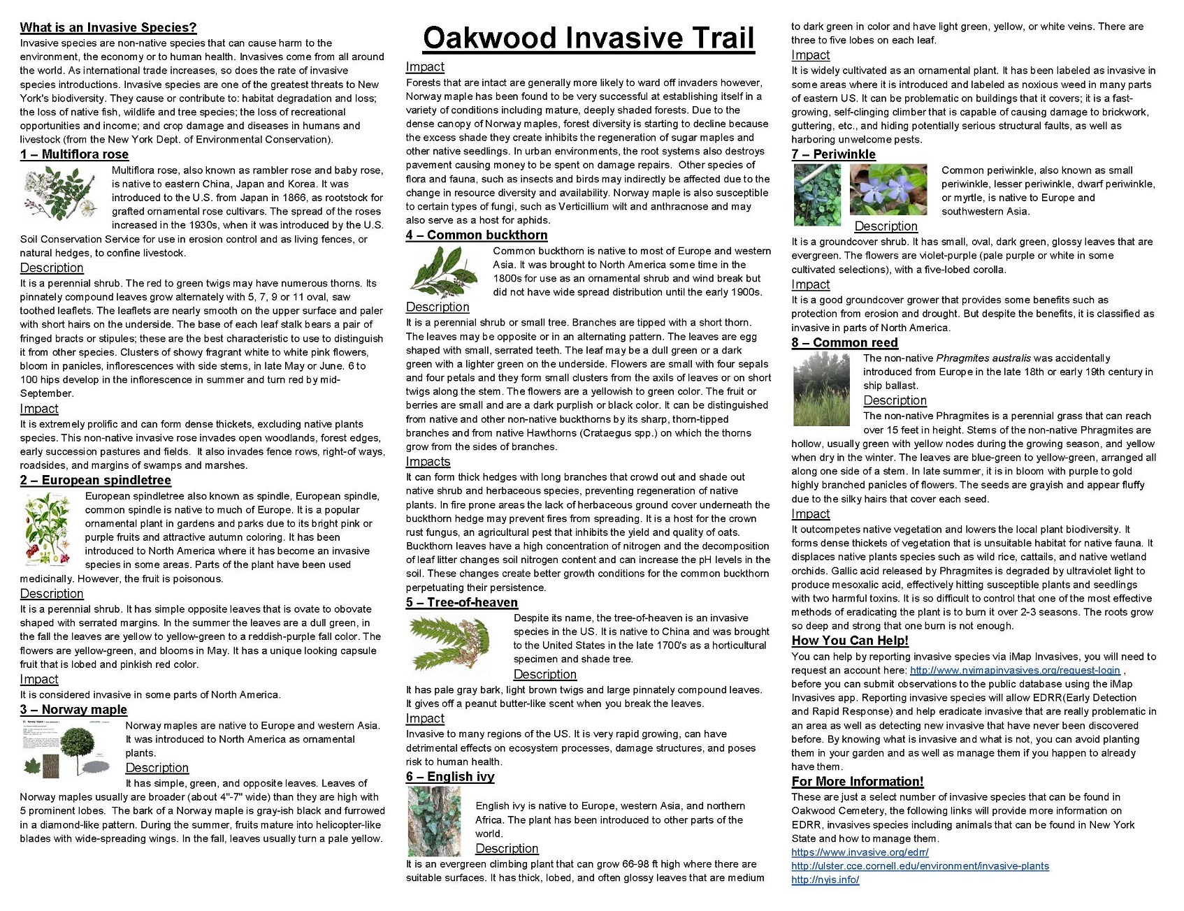 Oakwood Cemetery Invasive Trail description